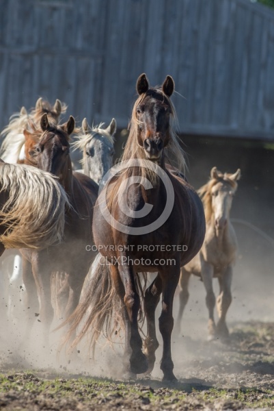 Rocky Mountain Horse Free Running