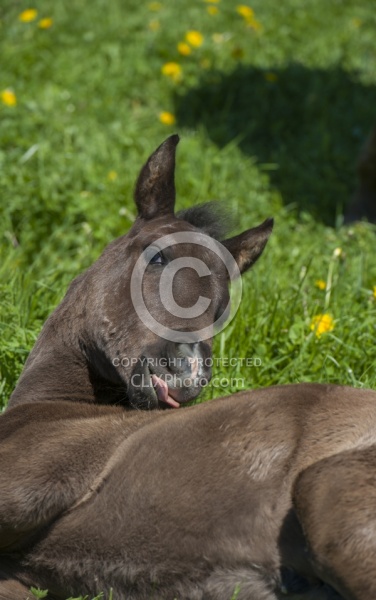 Foal lying down