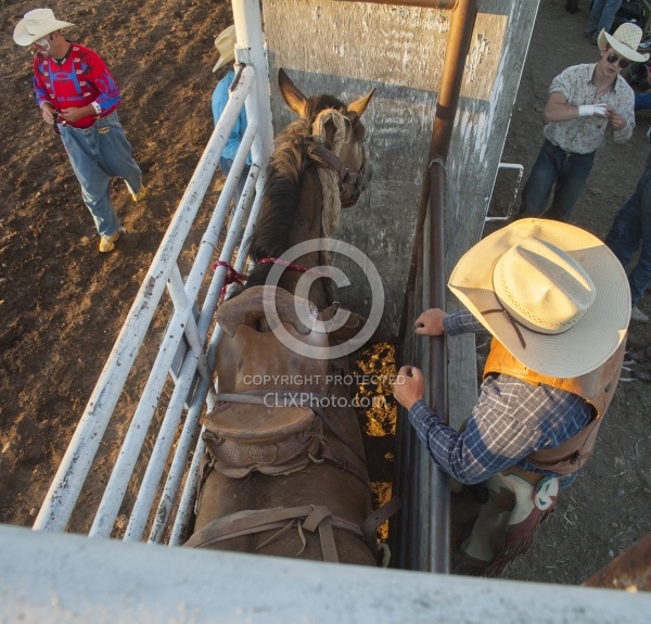 Broncos in the Chute