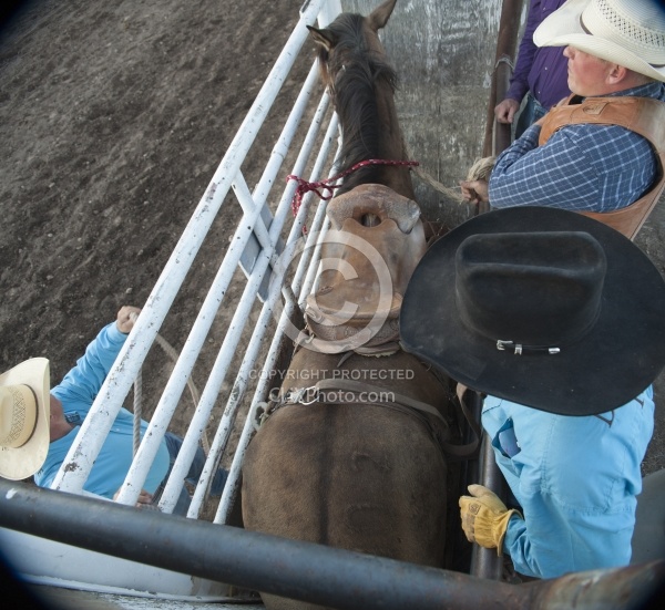 Broncos in the Chute
