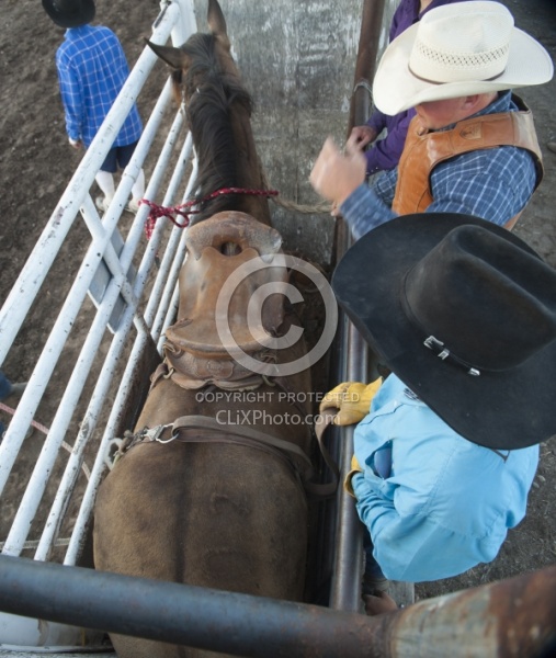 Broncos in the Chute