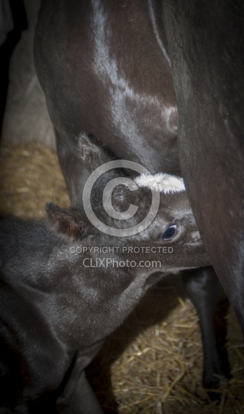 Mare with Newborn Foal