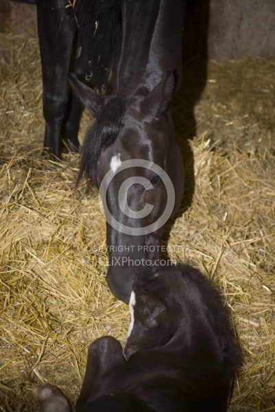 Mare with new Born Foal Mare with Newborn Foal