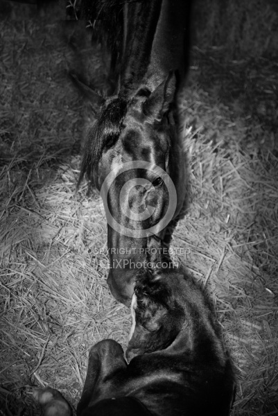 Mare with new Born Foal Newborn Foal