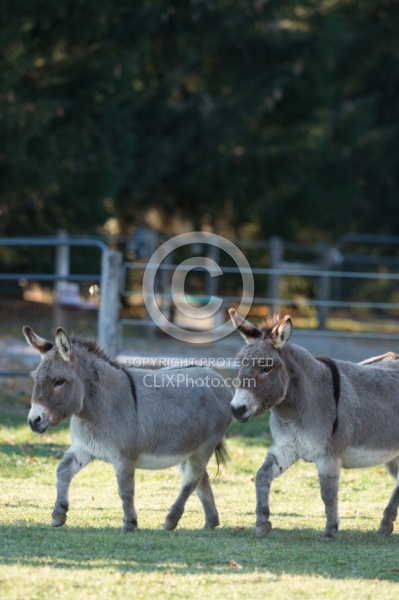 Miniature Donkey