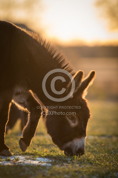 Miniature Donkey
