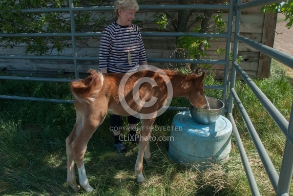 Feeding an Orphaned Foal
