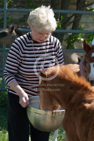 Feeding an Orphaned Foal