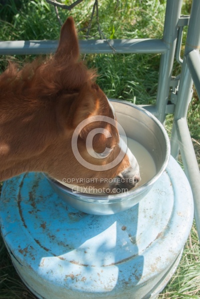 Feeding an Orphaned Foal