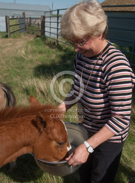 Feeding an Orphaned Foal