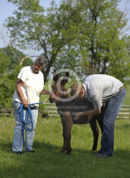 Donkey Sanctuary Vet Treating Donkey