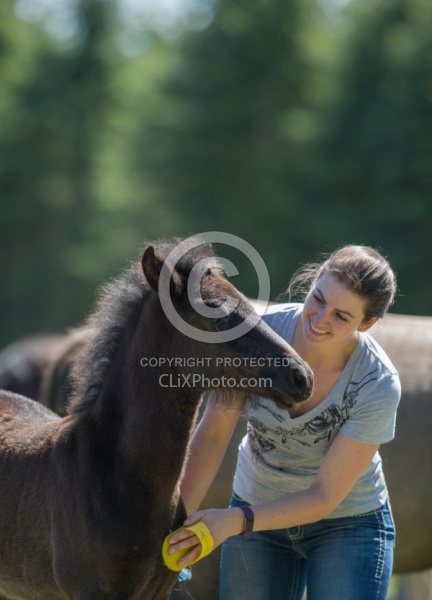 Rocky Mountain Foals