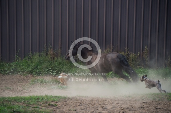 Dogs Chasing Horse in the Paddock Barn Dogs