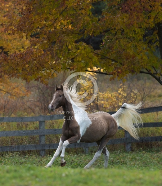 Spotted Saddle Horse Free Running Vertical Bonnie View Farms Spotted Saddle Horse Free Running