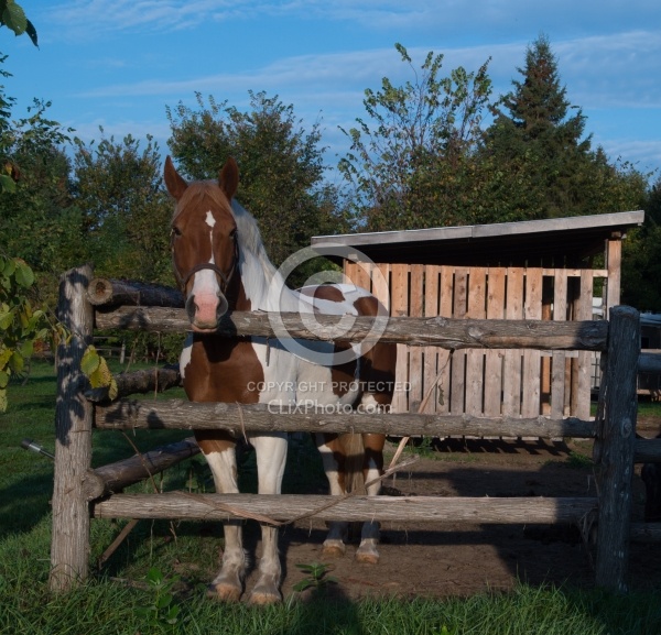 Corral at Horse Country Campground
