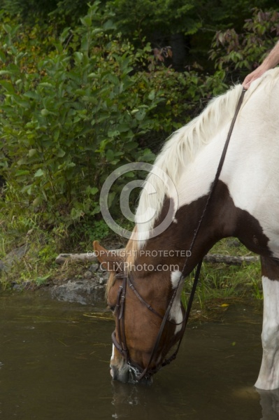 Major Having a Drink at Voyageur Bay at Horse Country Campground