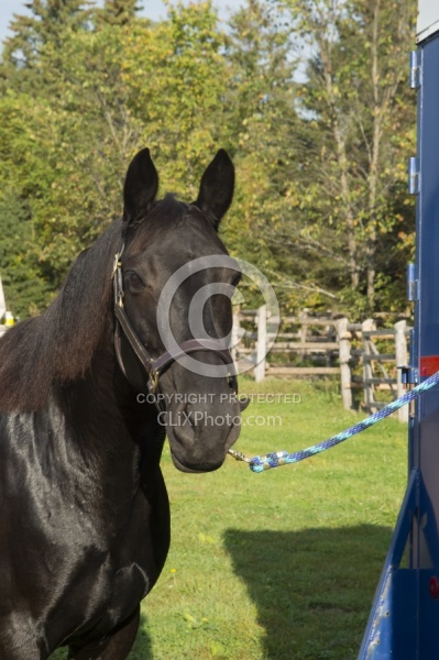 Flicka at Her Horse Trailer at Horse Country Campground