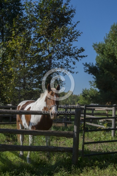 Major in the Corral at Horse Country Campground
