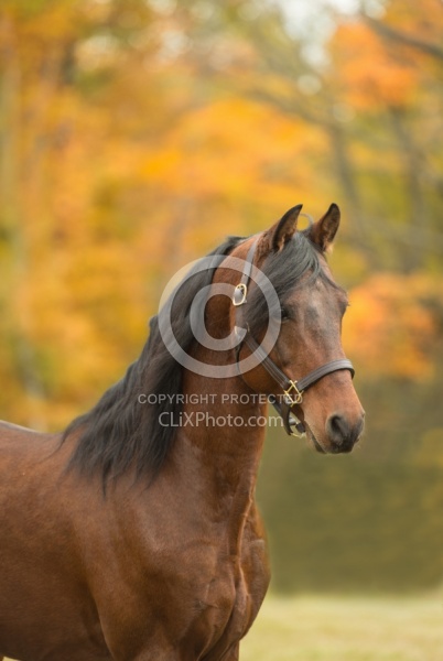 Morgan Portrait, Stallion, Country Rose Time Bandit,Kavanaugh Tr Morgan in the Fall