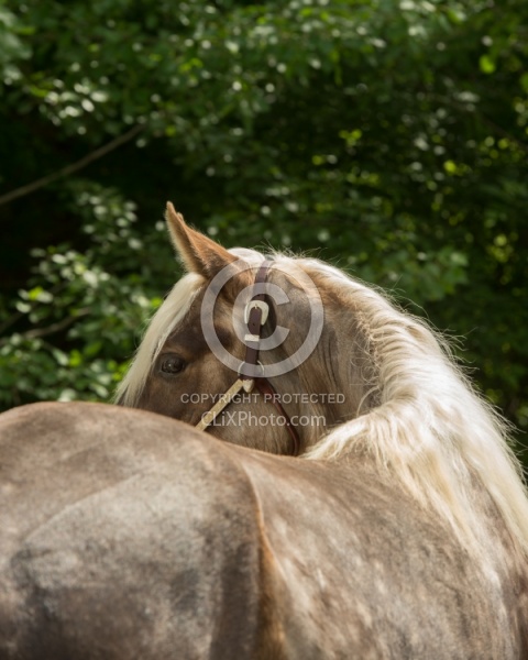 Rocky Mountain Horse Portrait, Bonnie View Farm
