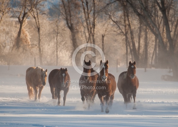 Winter Herd