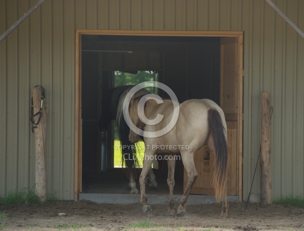 Home Horse Keeping General