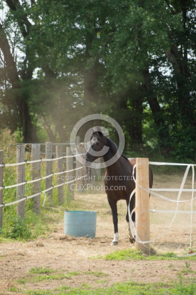 Home Horse Keeping General