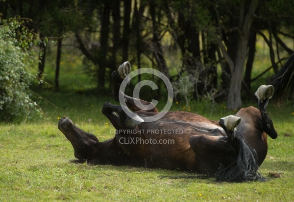 Taking a Roll after the Ride to Boundary Hut, Wild Womens Expeditions with Adventure Horse Trekking New Zealand