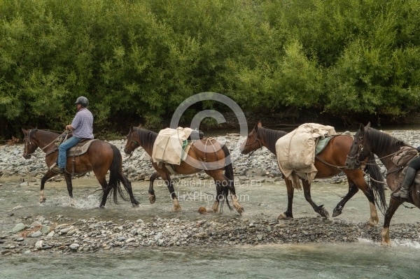 John with the Pack Horses Crossing a River on the Ride from Boundary Hut to Dingleburn Station