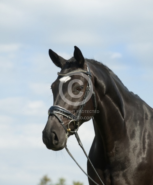 Westfalen Portrait Westfalen Portrait