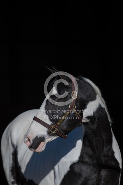 American Paint Horse Portrait