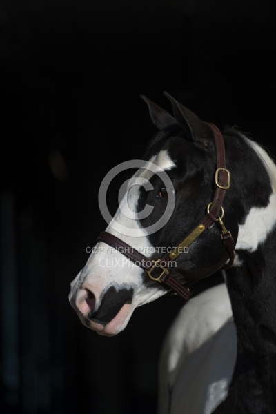 American Paint Horse Portrait