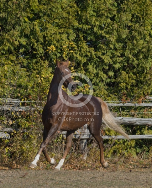American Saddlebred Free Running