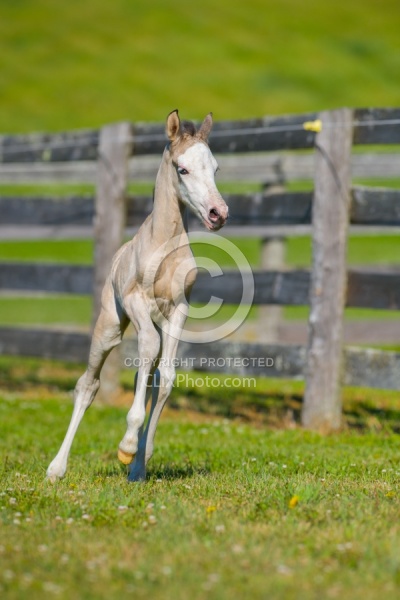 Foal Free Running, Connemara Quarter Horse Cross