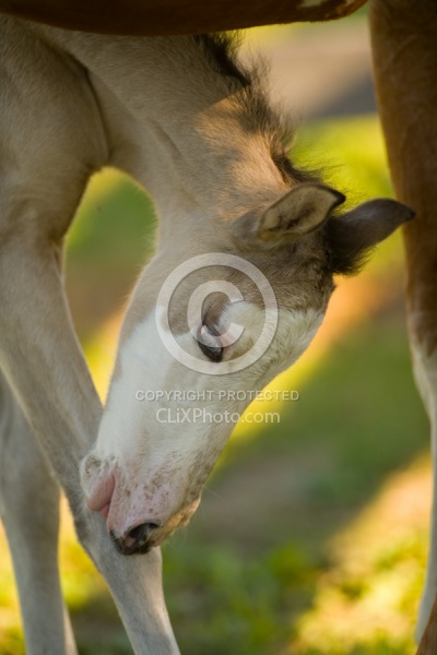 Foal Portrait, Connemara Quarter Horse Cross