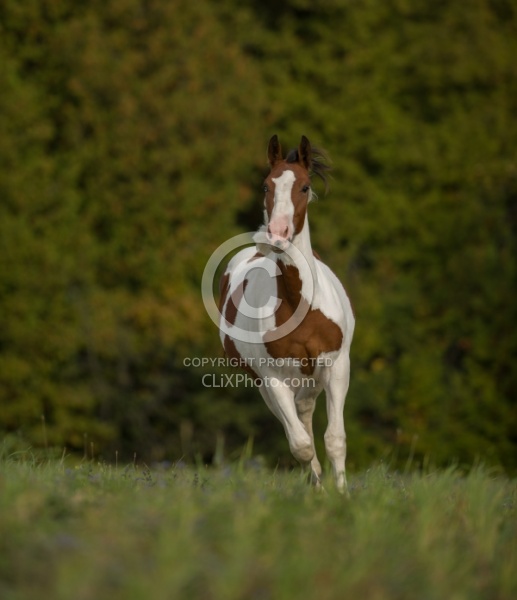 Canadian Warmblood Free Running
