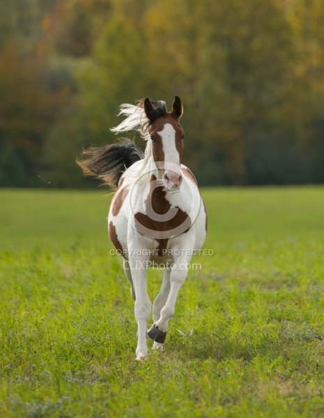 Canadian Warmblood Free Running
