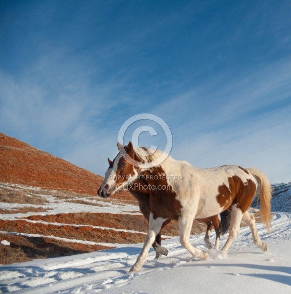 The Hideout Guest Ranch Horses in the Snow