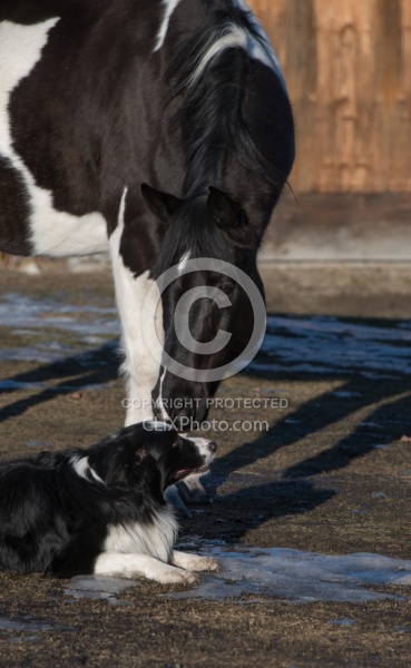 Dog and Horse