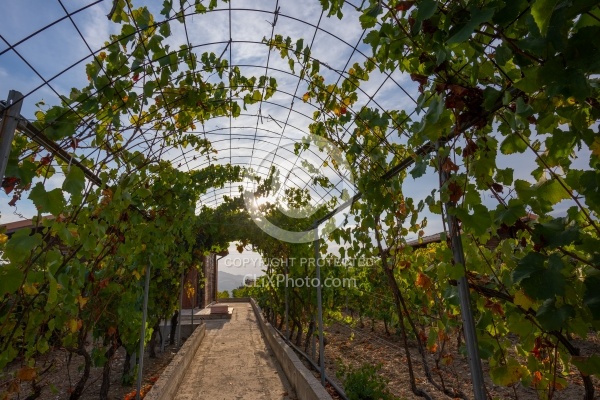The Vineyards of Villa Casale Leto