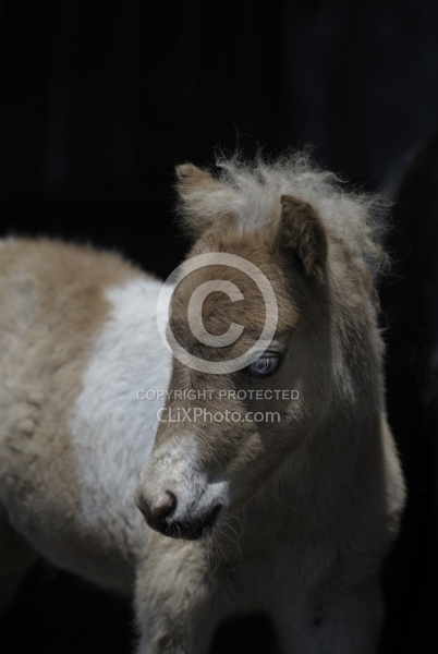 Miniature Horse Foal