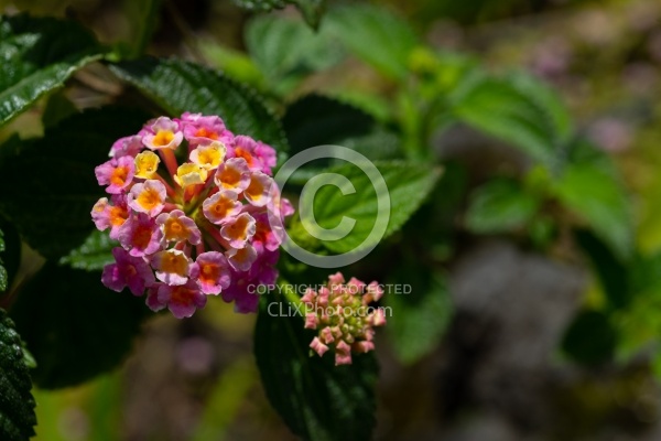 Flowers of the Azores