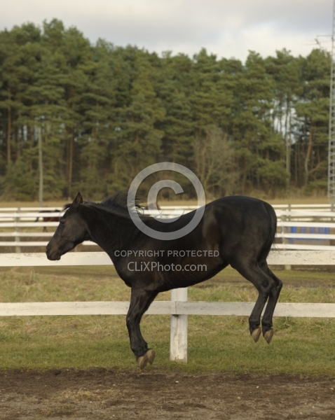 Morgan Bucking in the Field