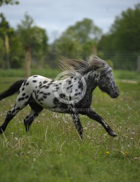 Spotted Miniature Free Running