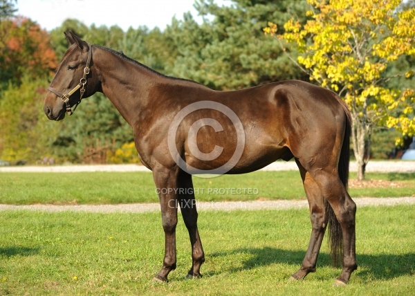 Standardbred Conformation