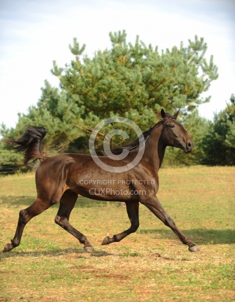 Standardbred Free Running