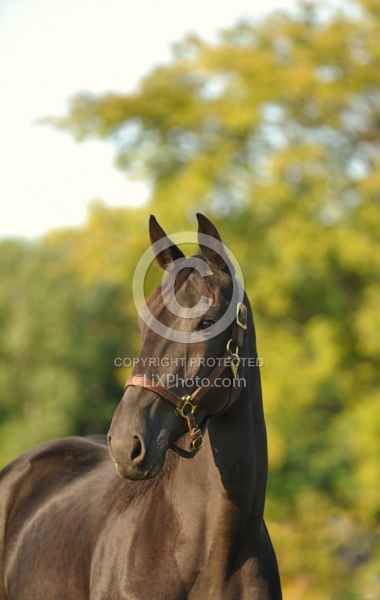 Standardbred Portrait