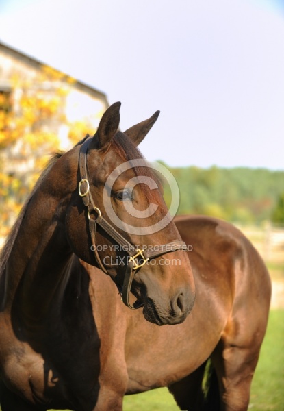 Standardbred Portrait