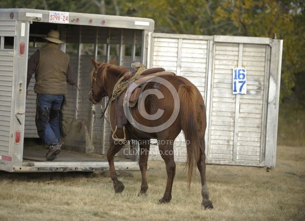 Wild Deuce Working Mountain Horse Competition