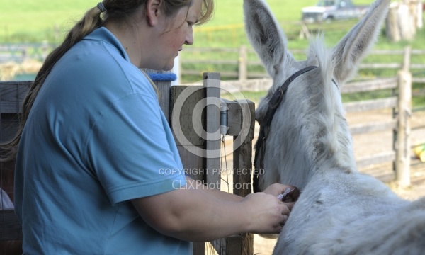 Vet Treating Donkey